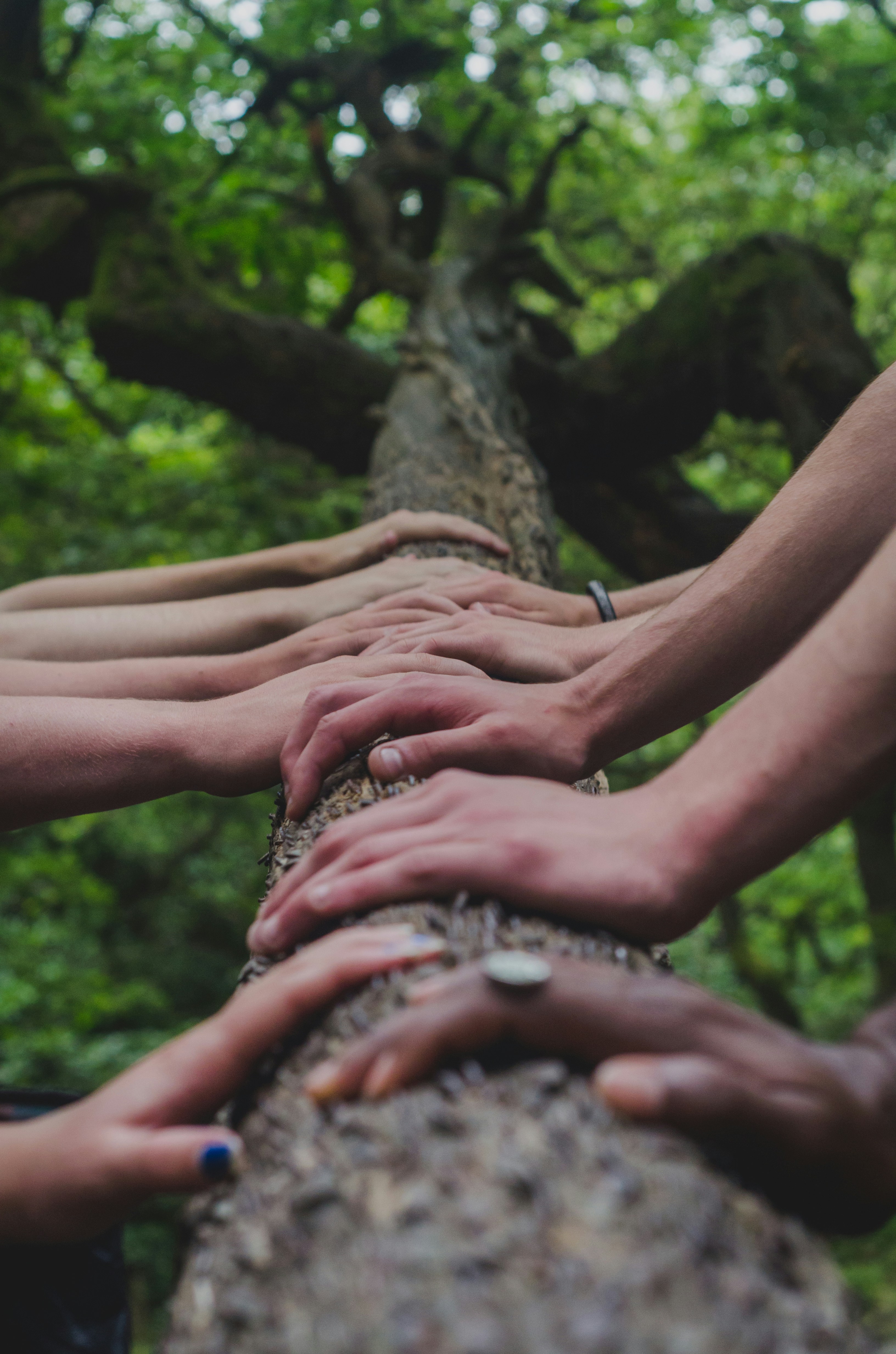 Diverse hands coming together on a tree trunk in nature — unity and belonging